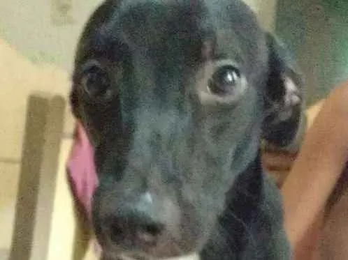 Cachorro ra a Srd idade 7 a 11 meses nome Melissa 