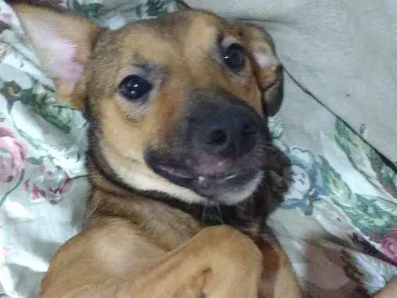Cachorro ra a Srd idade 7 a 11 meses nome Melissa 
