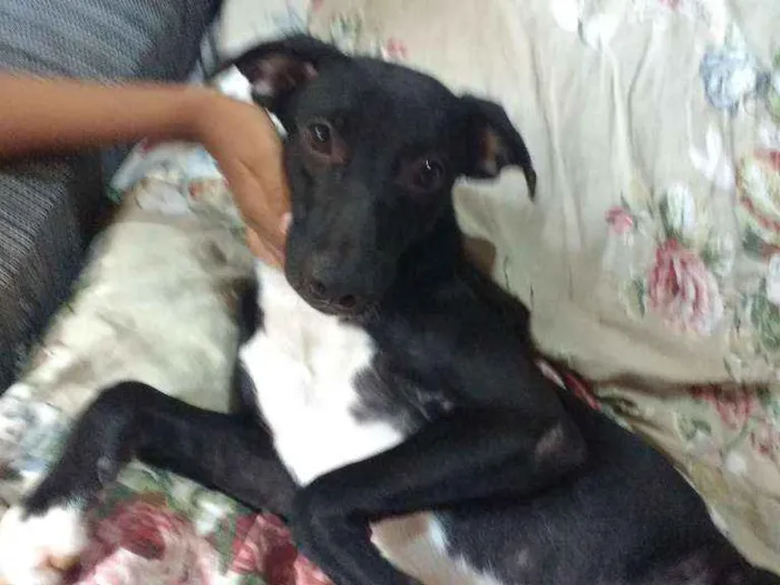 Cachorro ra a Srd idade 7 a 11 meses nome Melissa 