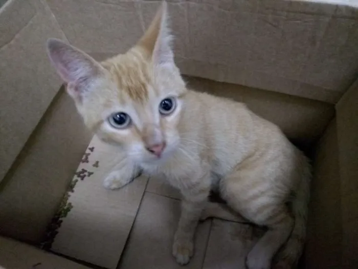 Gato ra a SRD idade 2 a 6 meses nome Sem nome