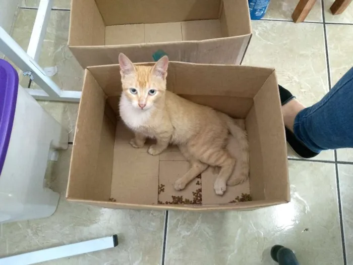 Gato ra a SRD idade 2 a 6 meses nome Sem nome