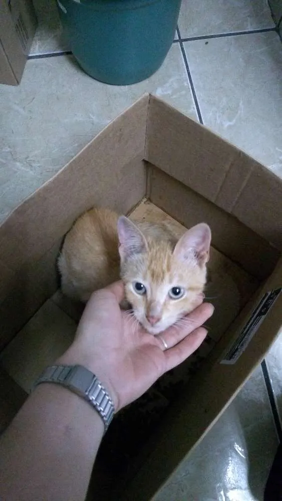 Gato ra a SRD idade 2 a 6 meses nome Sem nome