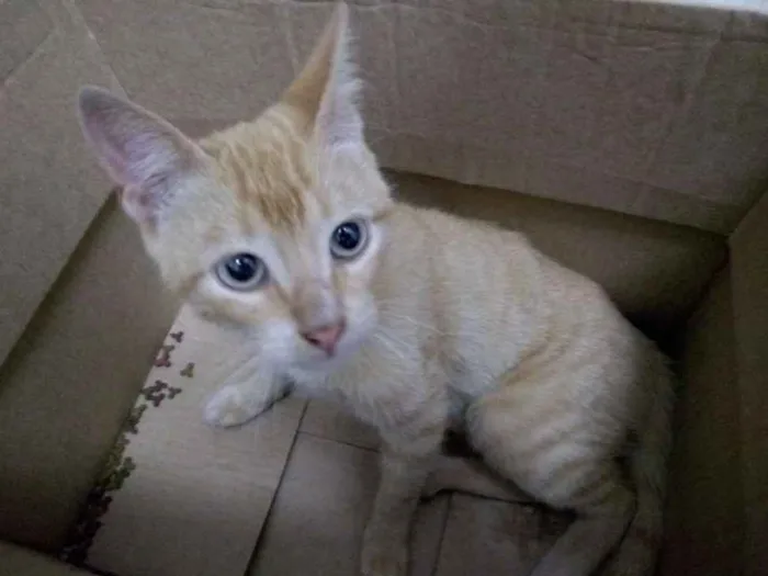Gato ra a SRD idade 2 a 6 meses nome Sem nome