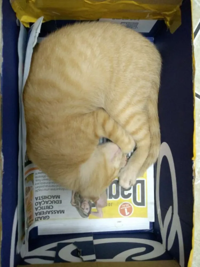 Gato ra a SRD idade 2 a 6 meses nome Sem nome