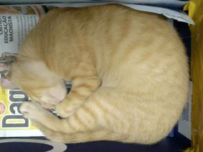 Gato ra a SRD idade 2 a 6 meses nome Sem nome