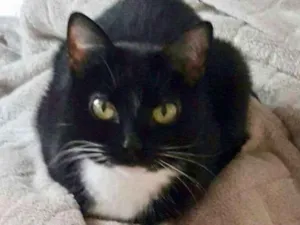 Gato ra a SRD idade 5 anos nome  Gatos