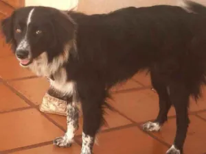 Cachorro raça Border Collie idade  nome Johnny