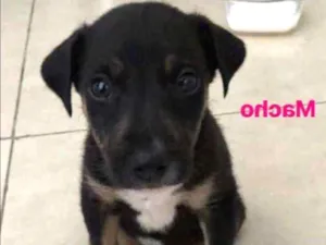 Cachorro raça Vira-lata idade Abaixo de 2 meses nome Não tem nome