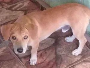 Cachorro raça Não definido idade 7 a 11 meses nome Toddy