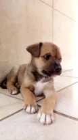 Não possuem