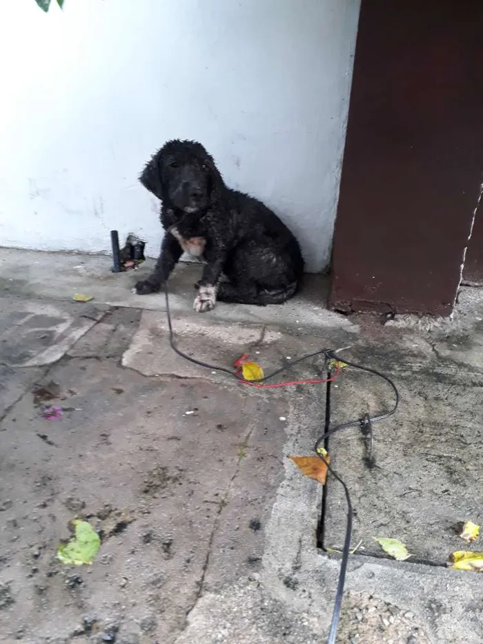 Cachorro ra a Poodle  idade 1 ano nome Não tem