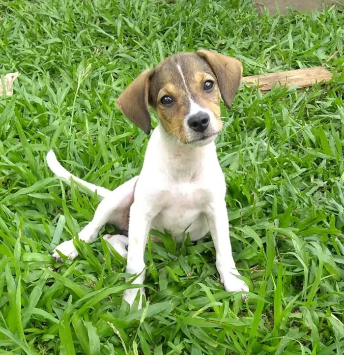 Cachorro ra a SRD idade 2 a 6 meses nome Sem nome