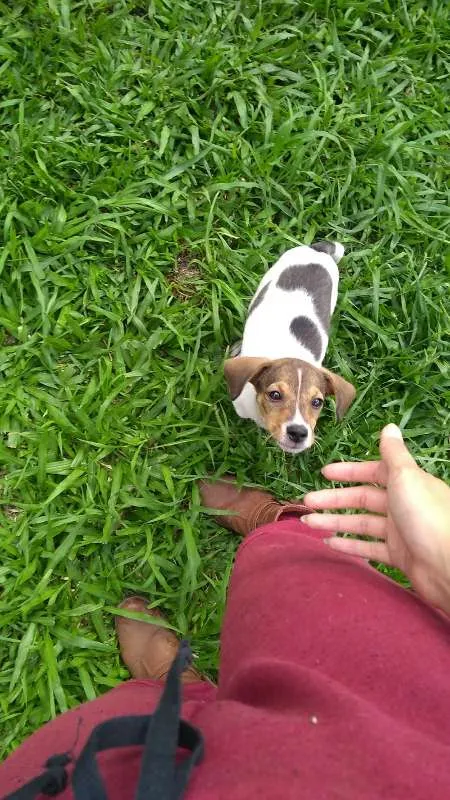 Cachorro ra a SRD idade 2 a 6 meses nome Sem nome