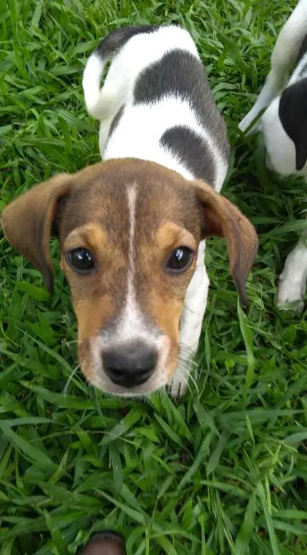 Cachorro ra a SRD idade 2 a 6 meses nome Sem nome