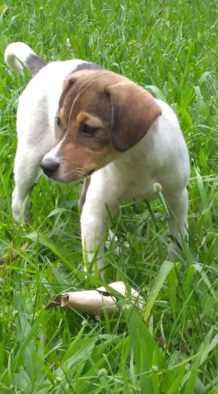 Cachorro ra a SRD idade 2 a 6 meses nome Sem nome