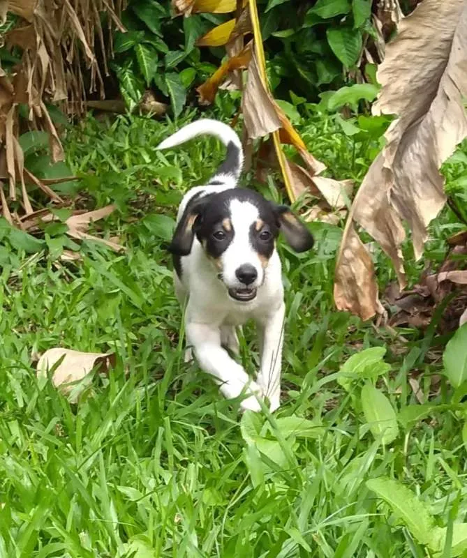 Cachorro ra a SRD idade 2 a 6 meses nome Sem nome
