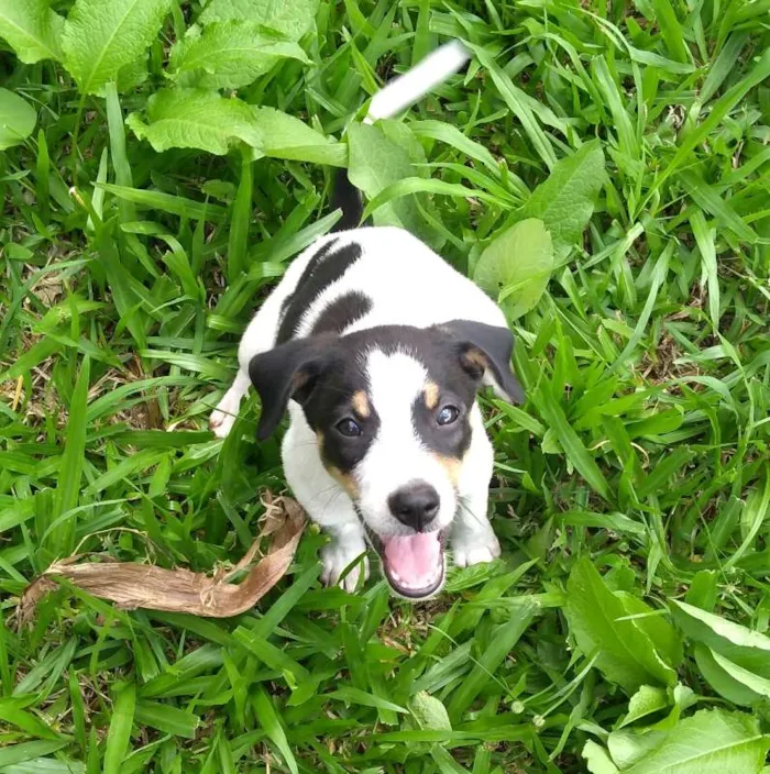 Cachorro ra a SRD idade 2 a 6 meses nome Sem nome