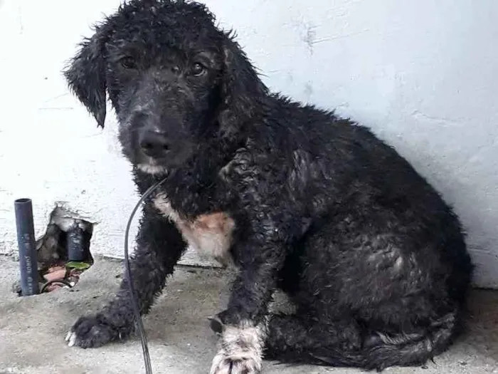 Cachorro ra a Poodle  idade 1 ano nome Não tem