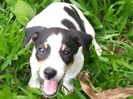 Cachorro ra a SRD idade 2 a 6 meses nome Sem nome