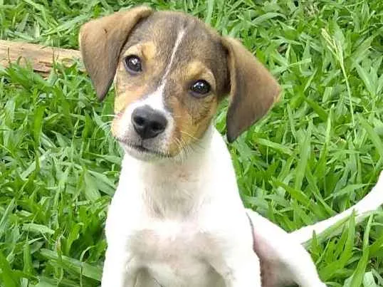 Cachorro ra a SRD idade 2 a 6 meses nome Sem nome