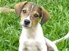 Cachorro raça SRD idade 2 a 6 meses nome Sem nome