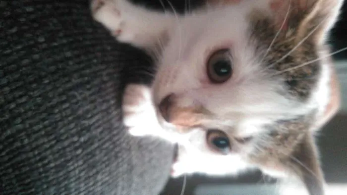 Gato ra a Vira-lata idade 2 a 6 meses nome Não tem nome