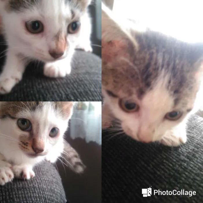 Gato ra a Vira-lata idade 2 a 6 meses nome Não tem nome