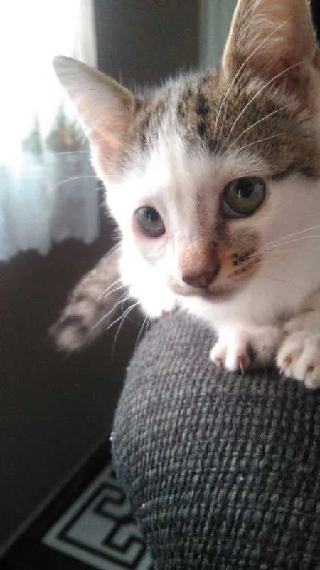 Gato ra a Vira-lata idade 2 a 6 meses nome Não tem nome