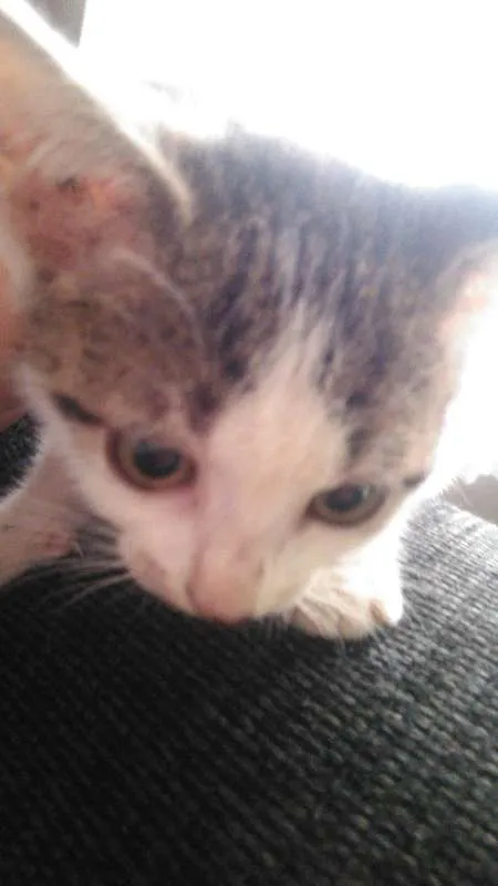 Gato ra a Vira-lata idade 2 a 6 meses nome Não tem nome