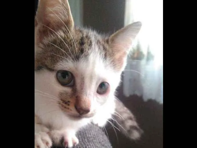 Gato ra a Vira-lata idade 2 a 6 meses nome Não tem nome