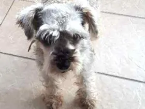 Cachorro raça Schnauzer  idade 2 anos nome Juju