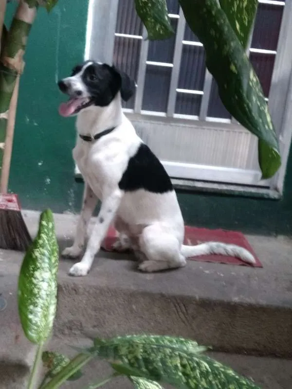 Cachorro ra a vira lata idade 1 ano nome bob