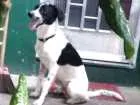 Cachorro raça vira lata idade 1 ano nome bob
