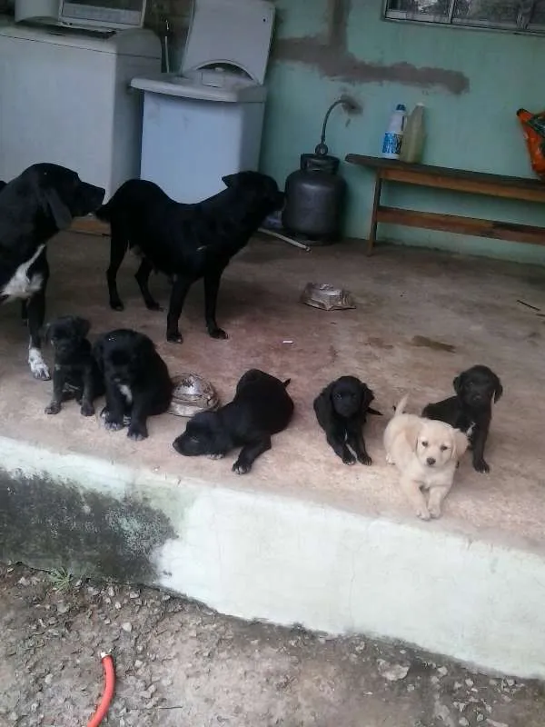 Cachorro ra a 'Lavrador com poodle idade Abaixo de 2 meses nome Vários
