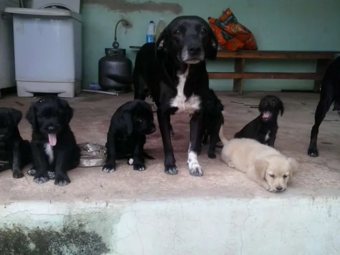 Cachorro ra a 'Lavrador com poodle idade Abaixo de 2 meses nome Vários