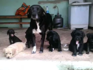 Cachorro raça 'Lavrador com poodle idade Abaixo de 2 meses nome Vários