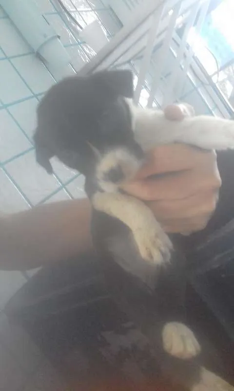 Cachorro raça SRD idade Abaixo de 2 meses nome Sem nome