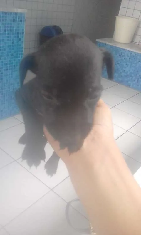 Cachorro raça SRD idade Abaixo de 2 meses nome Sem nome