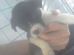 Cachorro raça SRD idade Abaixo de 2 meses nome Sem nome