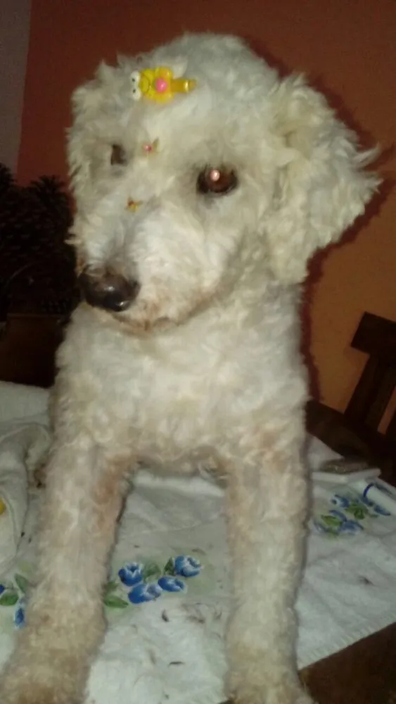 Cachorro ra a Poodle idade 5 anos nome Nina