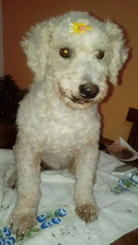Cachorro ra a Poodle idade 5 anos nome Nina