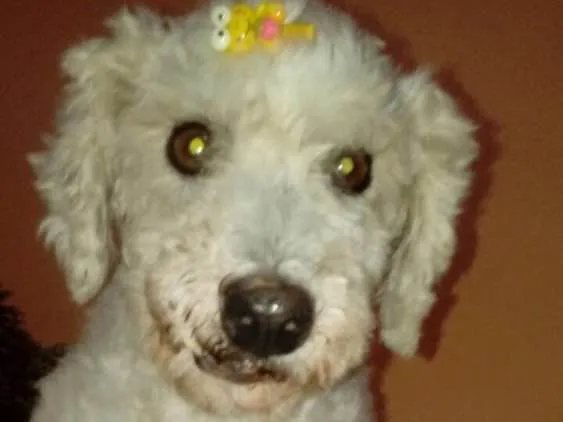 Cachorro ra a Poodle idade 5 anos nome Nina
