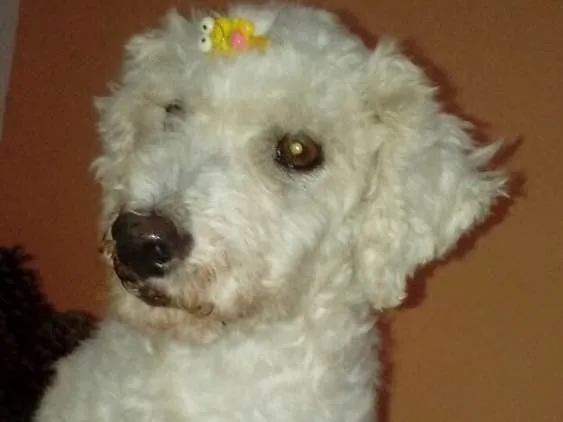Cachorro ra a Poodle idade 5 anos nome Nina