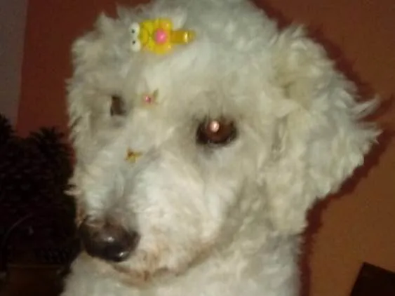 Cachorro ra a Poodle idade 5 anos nome Nina
