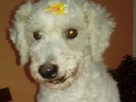 Cachorro ra a Poodle idade 5 anos nome Nina