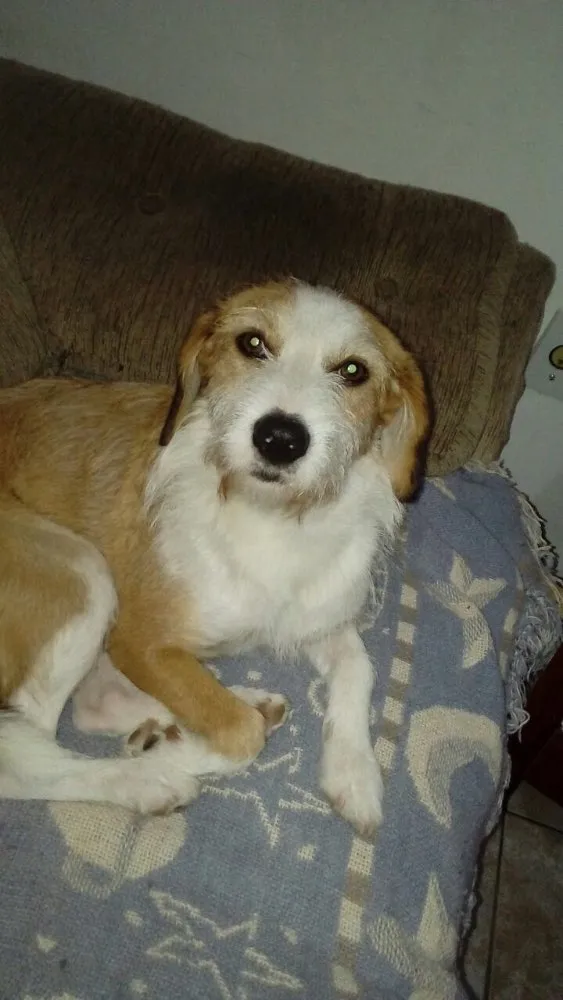 Cachorro ra a Sem raça definida idade 1 ano nome Mel