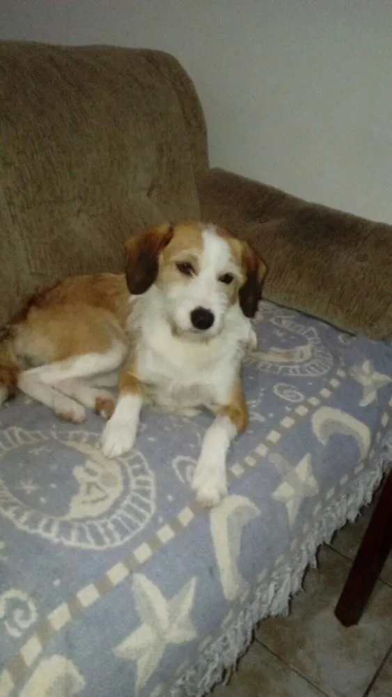 Cachorro ra a Sem raça definida idade 1 ano nome Mel