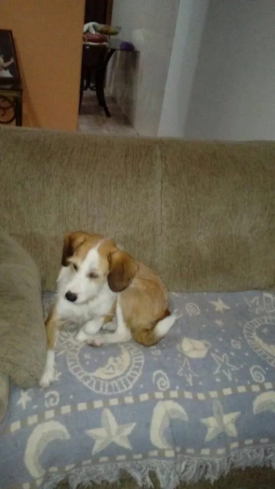 Cachorro ra a Sem raça definida idade 1 ano nome Mel
