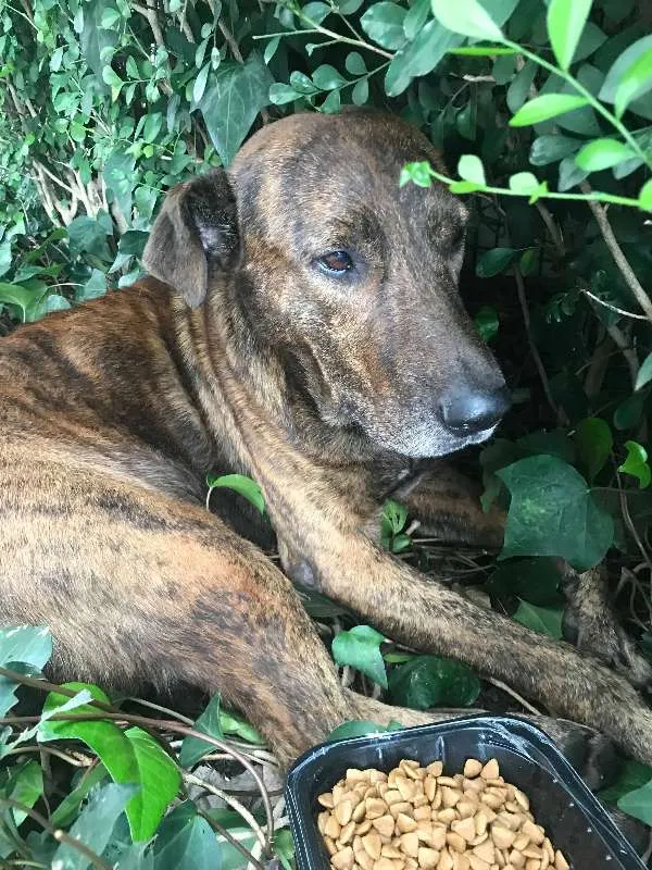 Cachorro ra a Australian Cattle Dog/viralata idade 3 anos nome Tigro