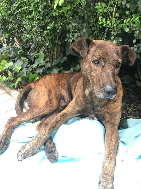 Cachorro ra a Australian Cattle Dog/viralata idade 3 anos nome Tigro